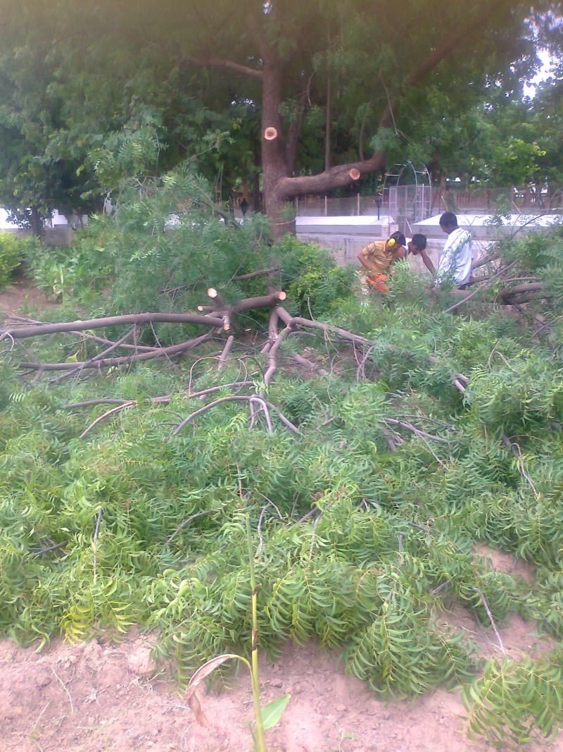 PRUNING ACTION WITH CHAIN SAW